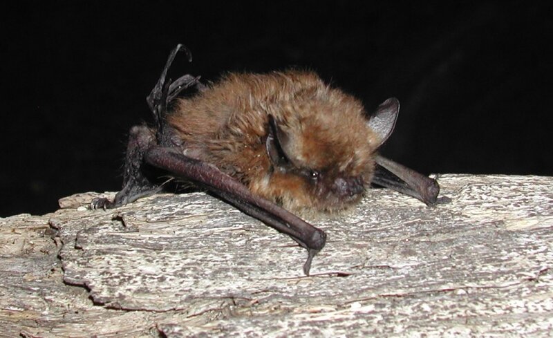 Калифорнийская ночница (Myotis californicus) тоже любит пожарища. Фото: Drew Stokes