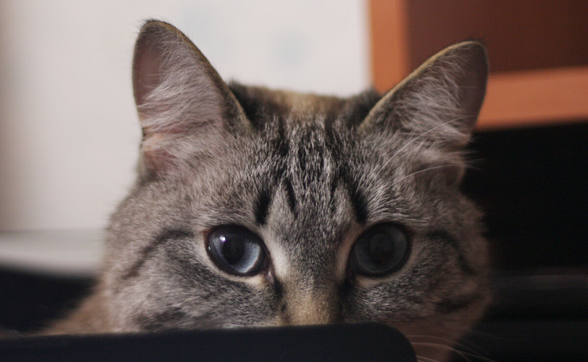 Знакомьтесь, Ефросиния Петровна:)