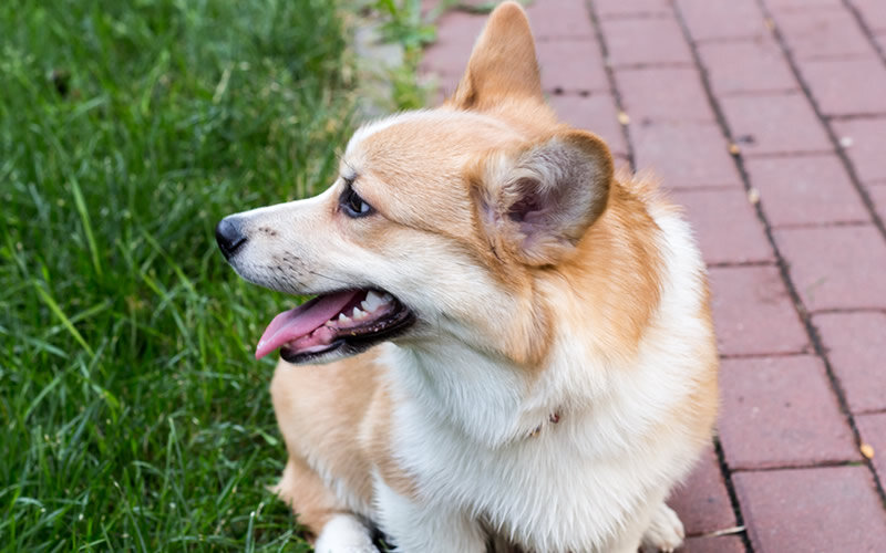 Строгие наказания, детские обиды и игнорирование - не лучшие помощники в этот период. Фото @kinologsmirnov.ru