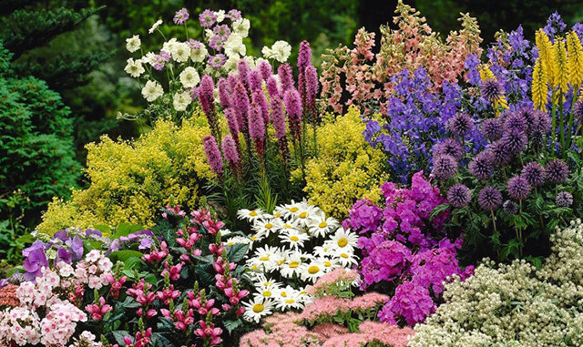 Фото и названия многолетних цветов для дачи, которые цветут все лето