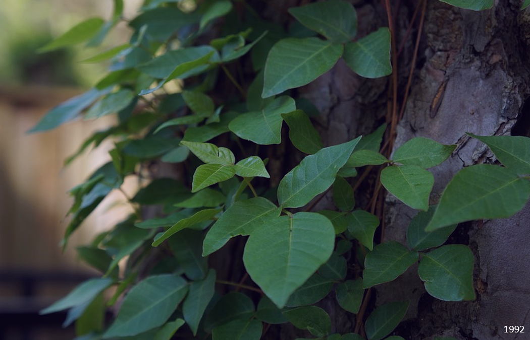 Изображения взяты с сайтов pixabay и wikipedia.