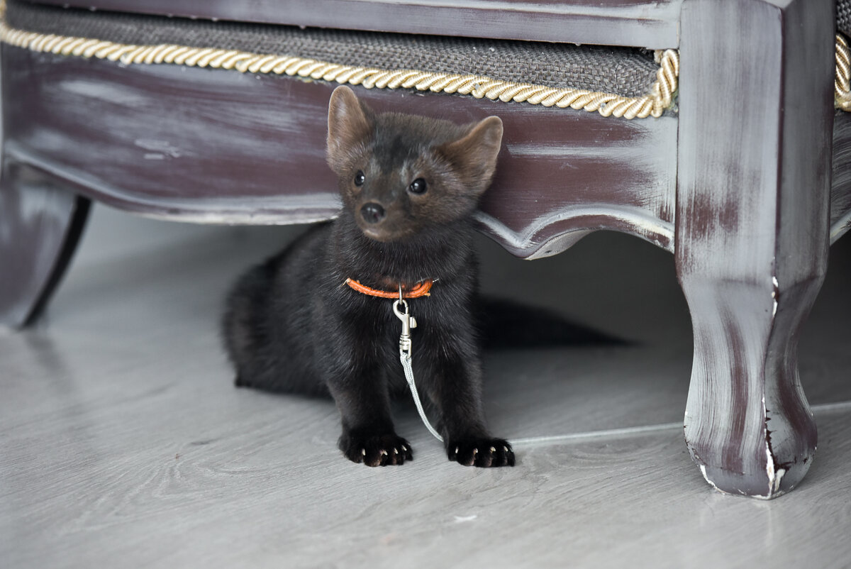 Соболь Бадди