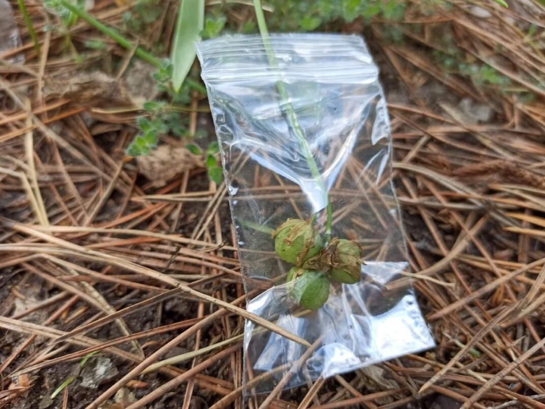 Семенные коробочки пушкинии пролесковидной в зип-пакете. Фото: Алексей Володихин