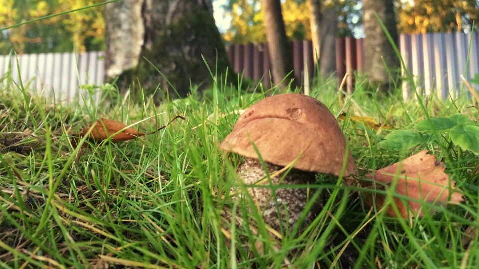 В огород по грибы