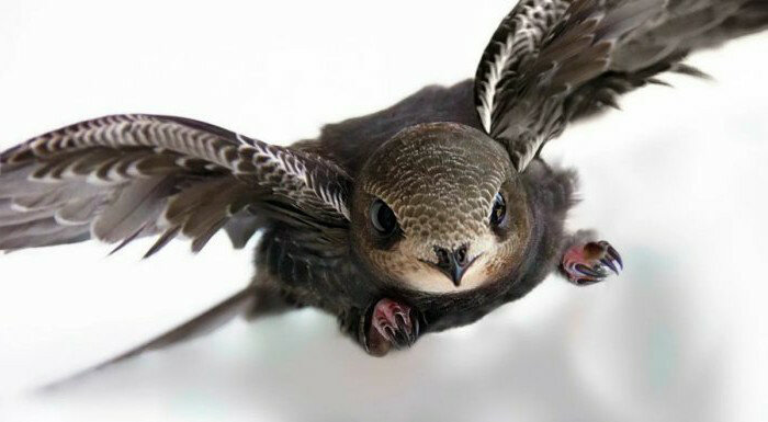 Чёрный стриж