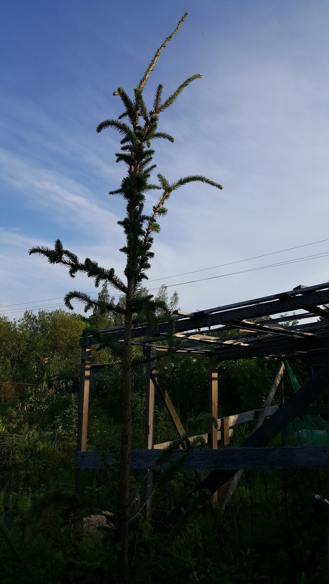 Ель необыкновенная! Фото Елены Мумриной