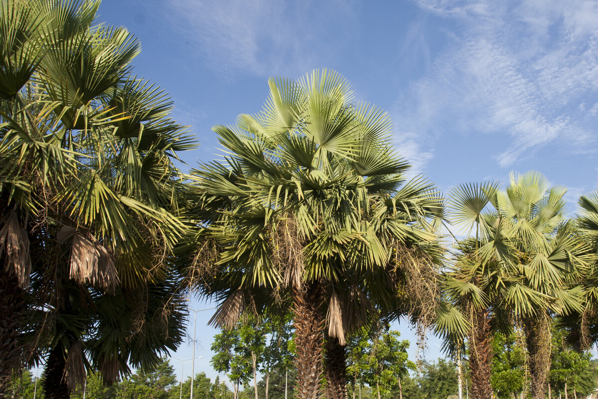 Бразильская восконосная пальма, или карнауба (Copernicia cerifera, C. prunifera)