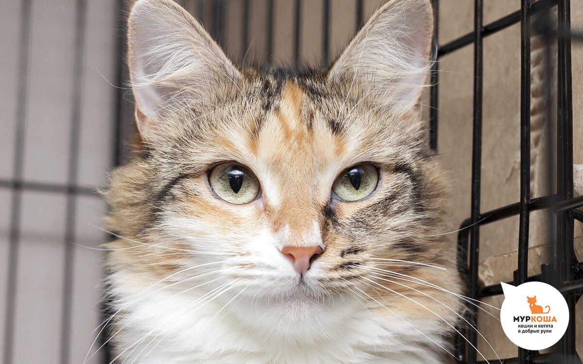 Зефирно-воздушное создание