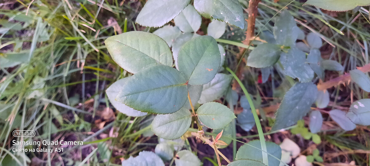 Заметим, сколько  листочков на одной веточке - 5 штук, иногда 4