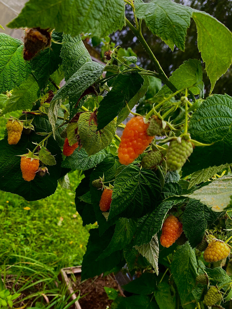 Малина желтая