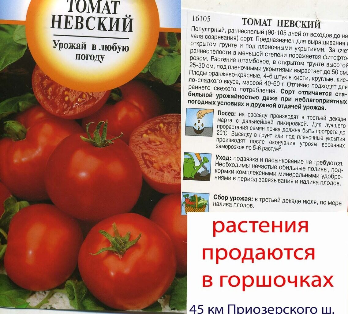Характеристики сорта томата санька. Невский Юбилейный томат характеристика и описание. Томат Невский карлик характеристика. Невский сорт томатов. Невский карлик помидоры