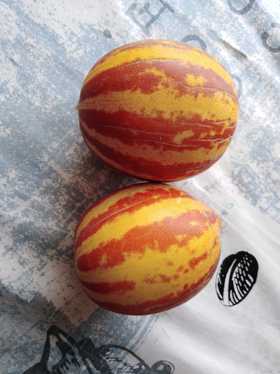 Вьетнамская дынька, приторно сладкая, мякоти мало, семенная середина большая, но зато какая красивая на внешний вид и на одном кусте выросло 15 штук. 