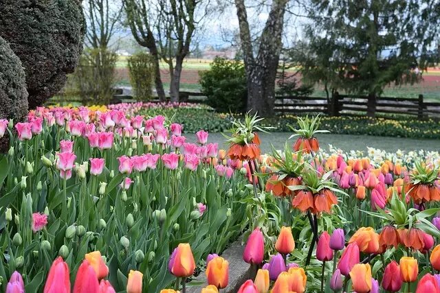 Фото pixabay/brittasouhrada: создание сада в голландском стиле на дачном участке.