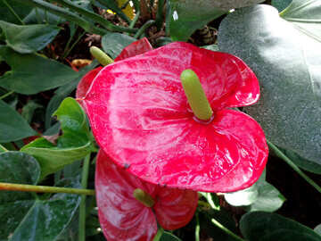 Спатифиллум красный, фото для оформления с лицензии Creative Commons