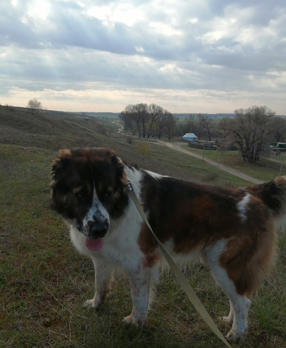 Вышли на прогулку за околицу... 