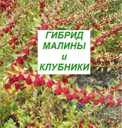 гибрид малины и клубники