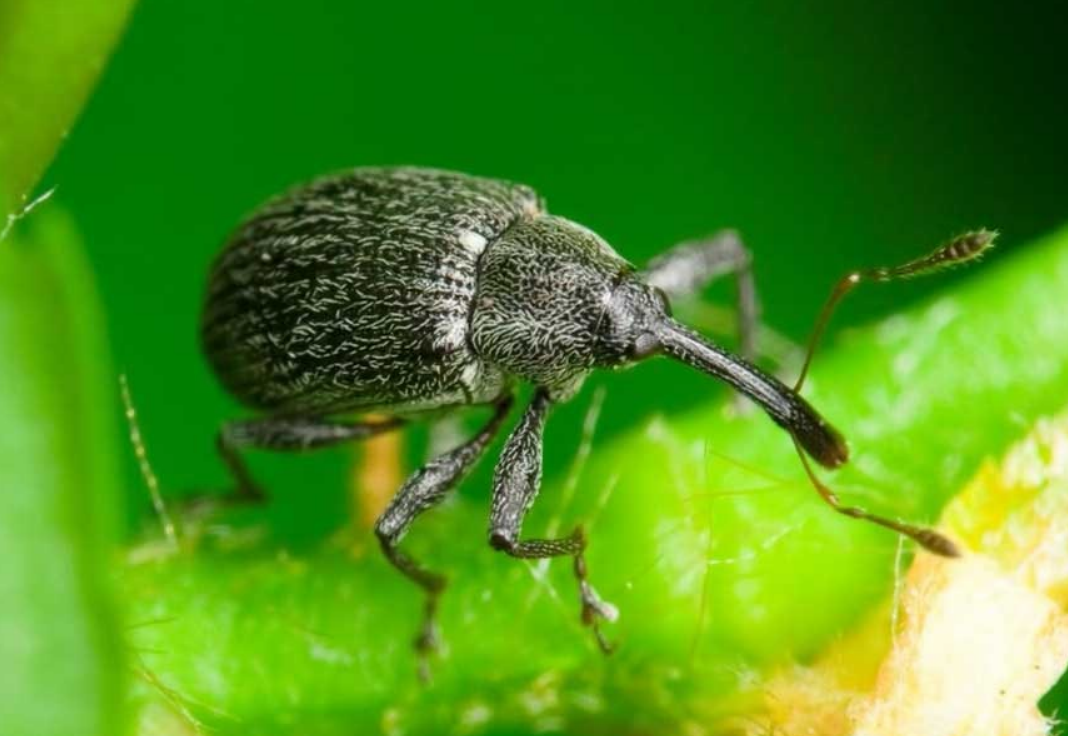 Долгоносик