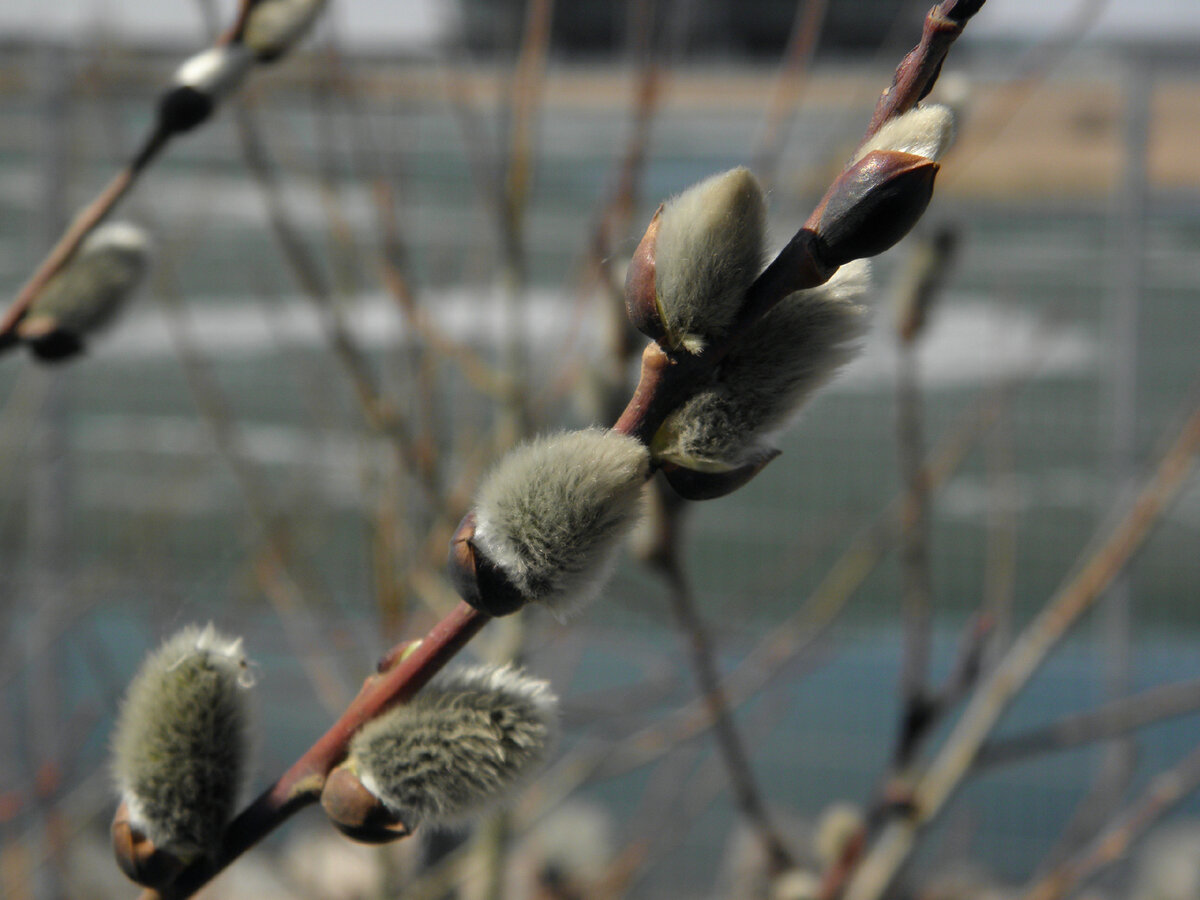 Санкт-Петербург 19 апреля 2022. Фотография авторская.