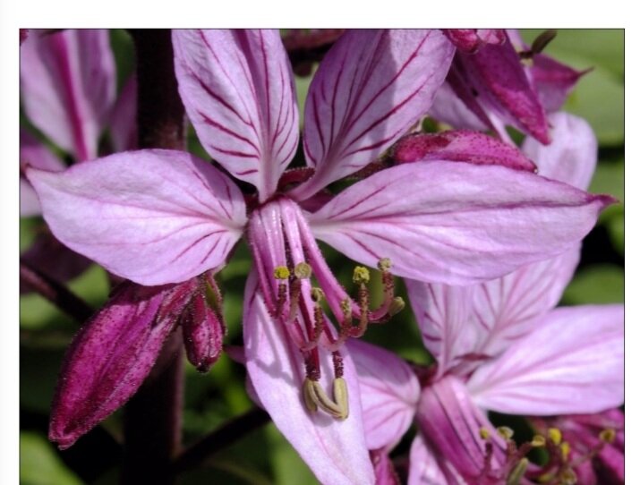 Фото из интернета