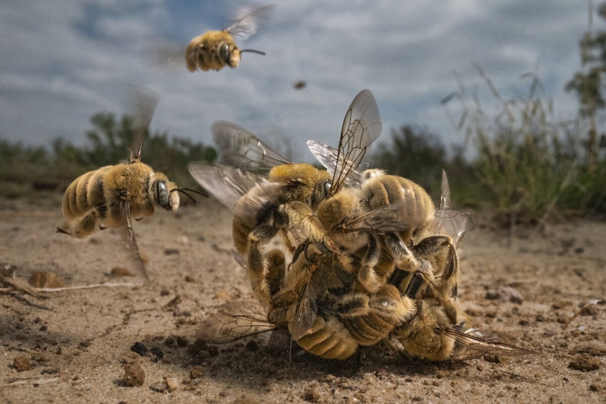 © Karine Aigner (США) «Биболлинг».
Гран-при BigPicture Photography Competition 2022
