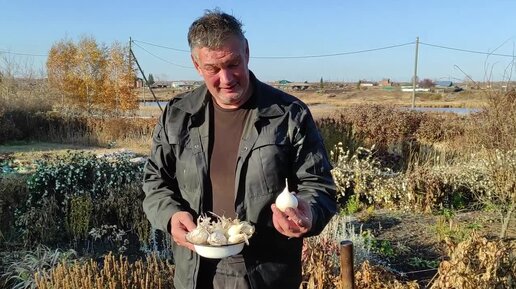 Посадка рокамболь (лук причесночный) в октябре. Лучшее место для лука это цветни