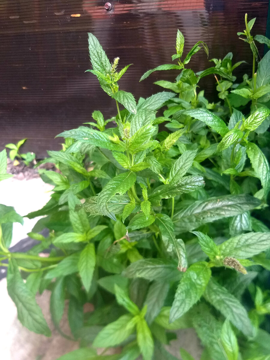 Мята перечная