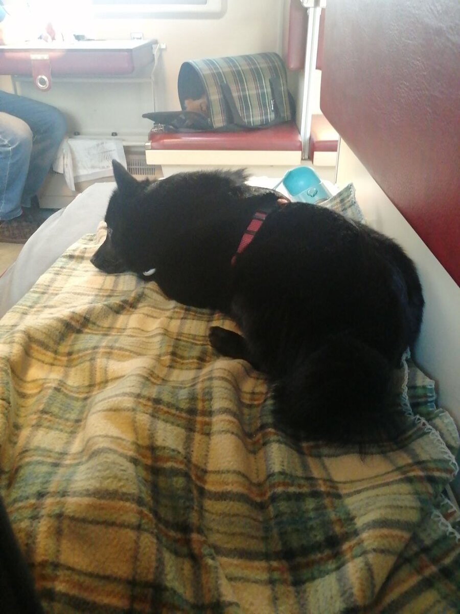 Расположилась на полке на своём пледе. Напротив - шпиц Юля (она всю дорогу сама просидела в переноске).