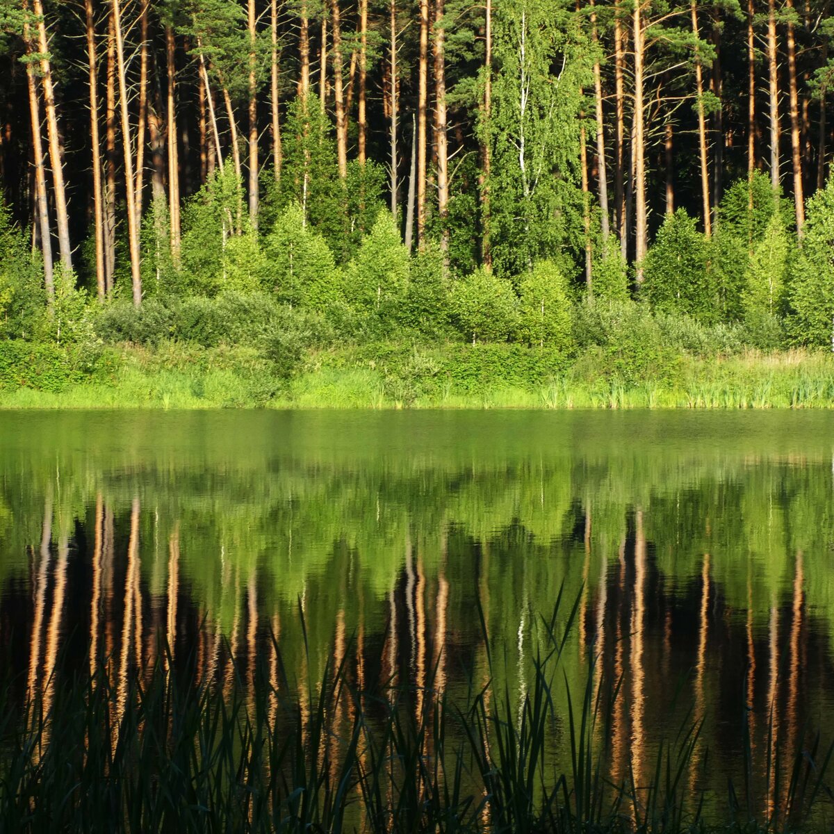 национальный парк орловское полесье