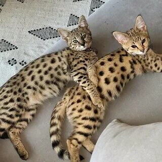 Котята Ашера