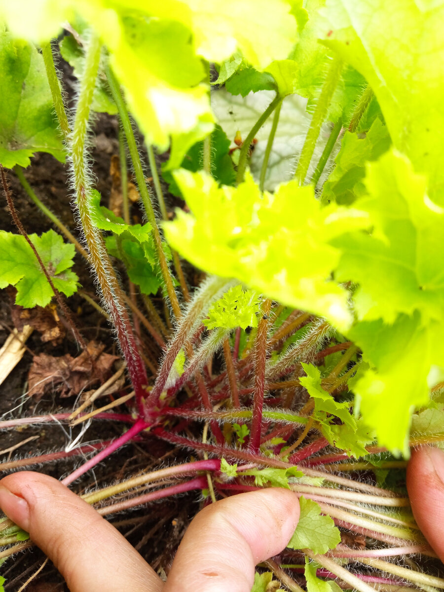 Боковая розетка