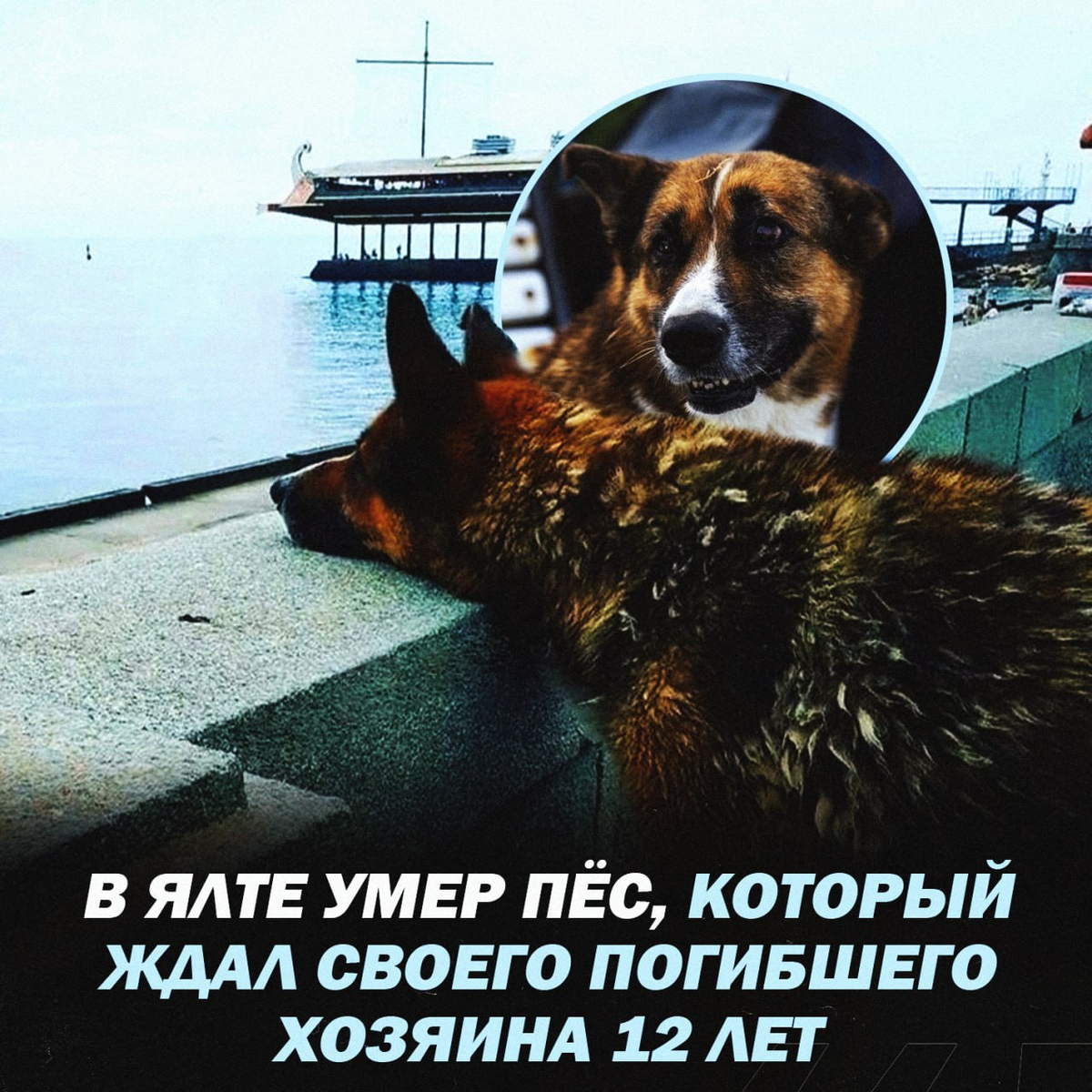 Который на протяжении 12 лет приходил на набережную и надеялся найти хозяина