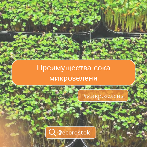 Преимущества сока микрозелени