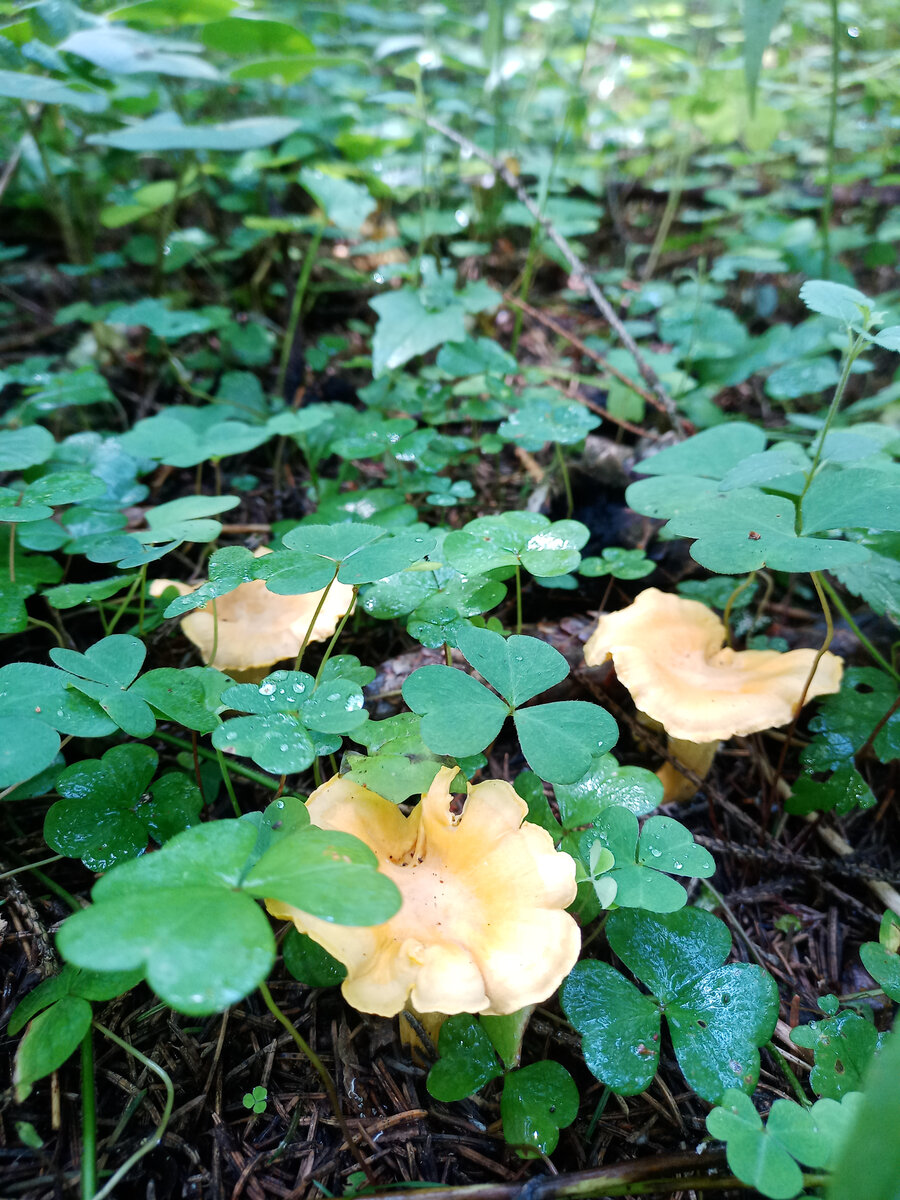 Лисички. Фото автора