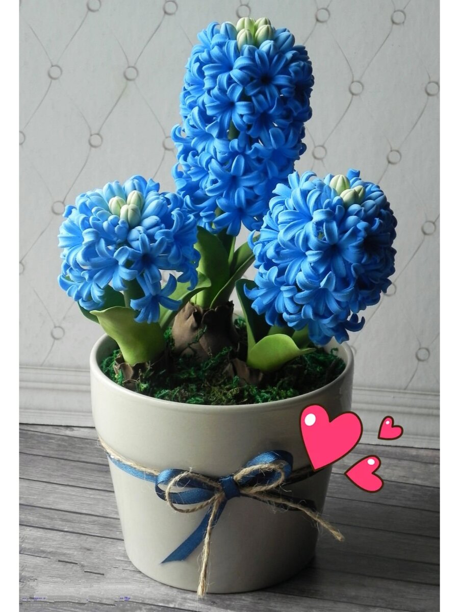 Синий гиацинт в горшке