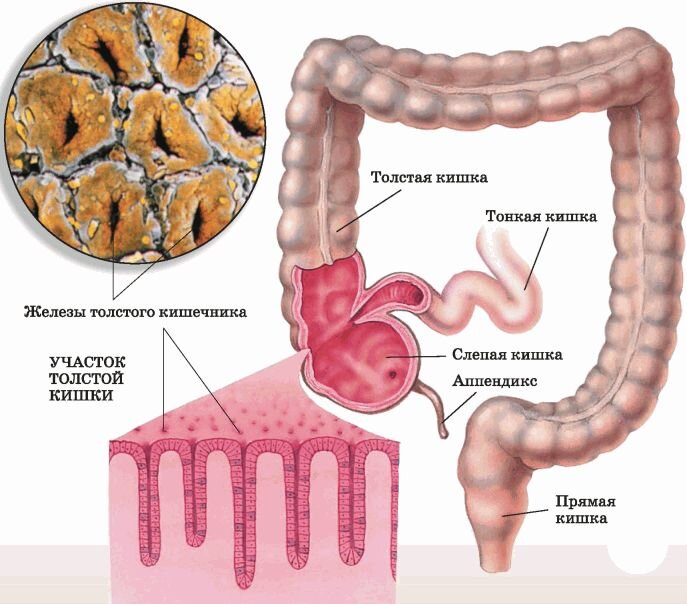 Стенка кишечника картинки