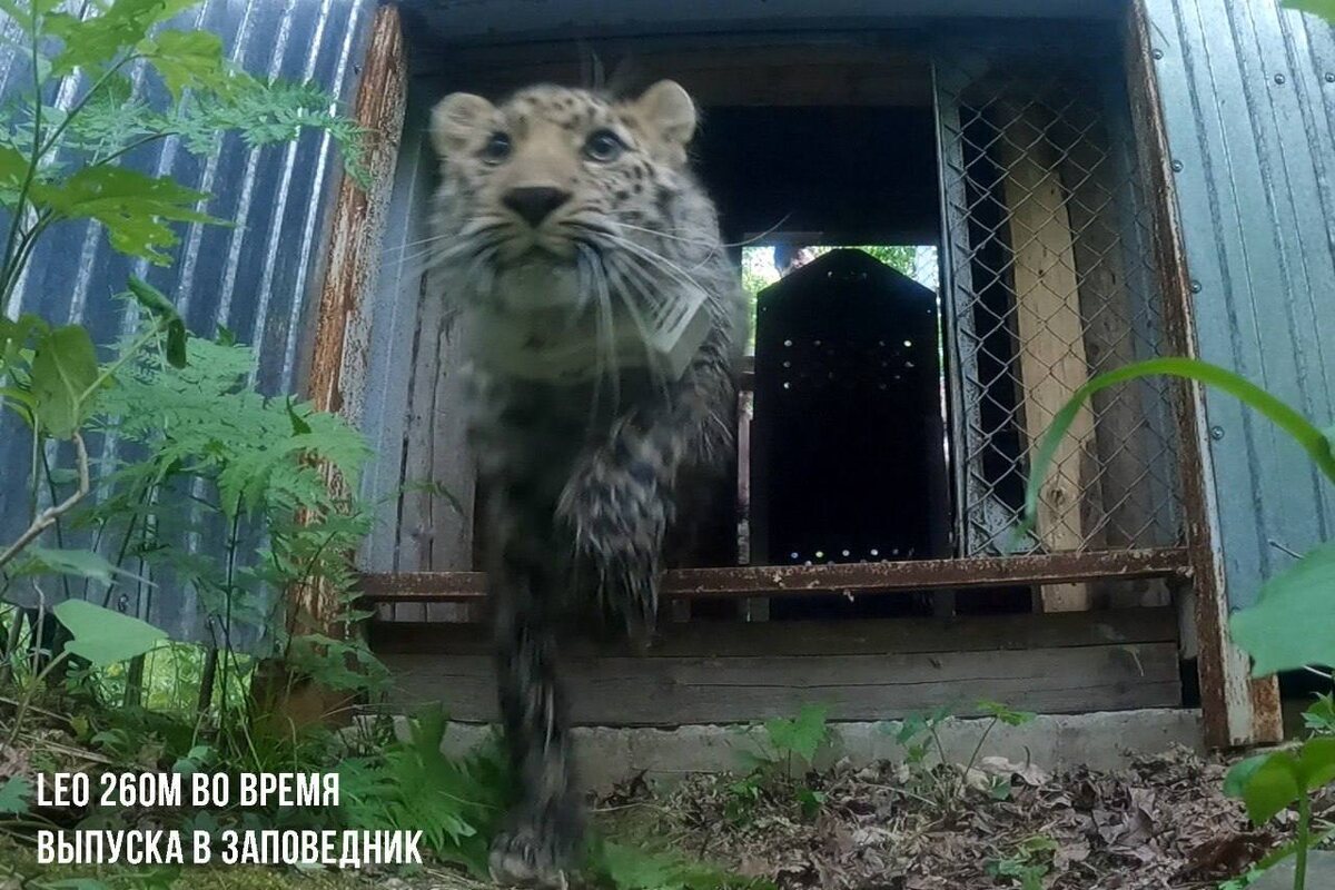 Фото: «Земля леопарда» - дирекция заповедников / Telegram