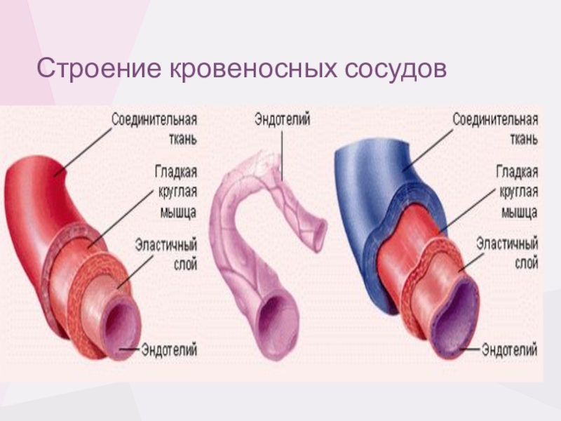 Строение кровеносных сосудов. Строение стенки сосудов сердца. Строение стенок артерий вен капилляров. Строение стенки кровеносного капилляра. Строение кровеносных сосудов артерии вены рисунок.