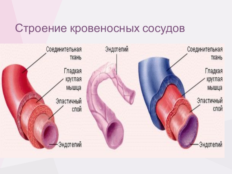 Строение артерий и вен. Строение стенки сосудов сердца. Строение стенок артерий вен капилляров. Строение стенки кровеносного капилляра. Строение кровеносных сосудов артерии вены рисунок.