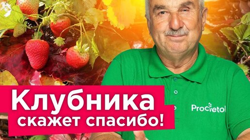 下载视频: Вот что подсыпьте под кустик клубники осенью! Хорошо перезимует и порадует отличным урожаем