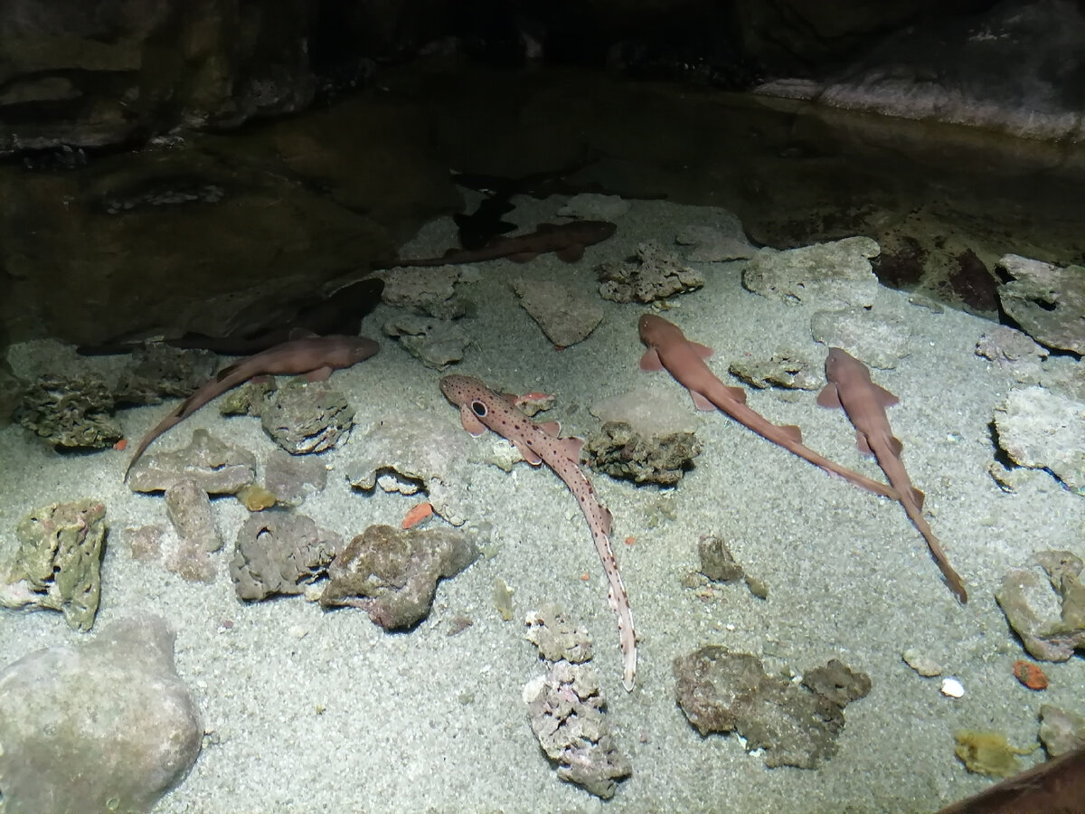 По середине - глазчатая кошачья акула (фото из океанариума г. Санкт-Петербург)