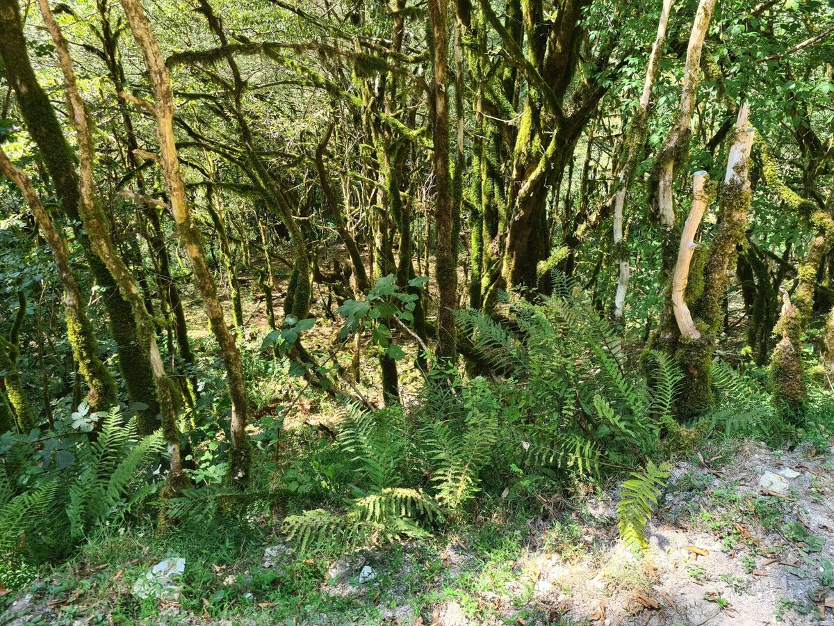 Вот так выглядит бесплатный спуск)) Надо совсем немного пройти по небольшому склону между деревьев. Примерно 3-4 минуты.