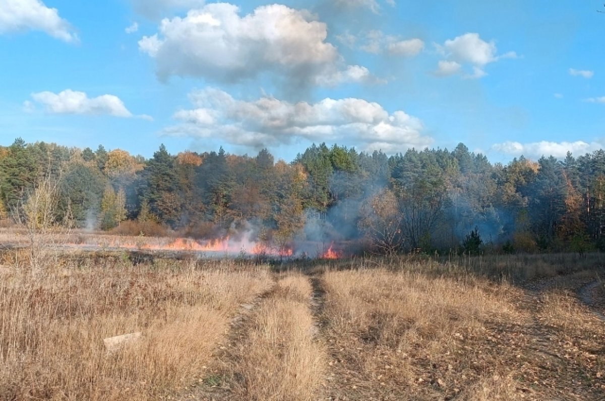   В Кузоватовском районе предотвратили лесной пожар