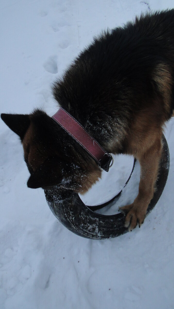 Эрих (Дик) на прогулке, зима 2018 - 2019. Фото автора. 