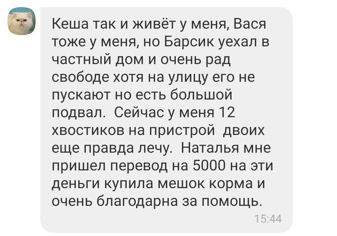 Отчёты по расходам из копилки. Часть 3 | Кото🐈Помощь | Дзен