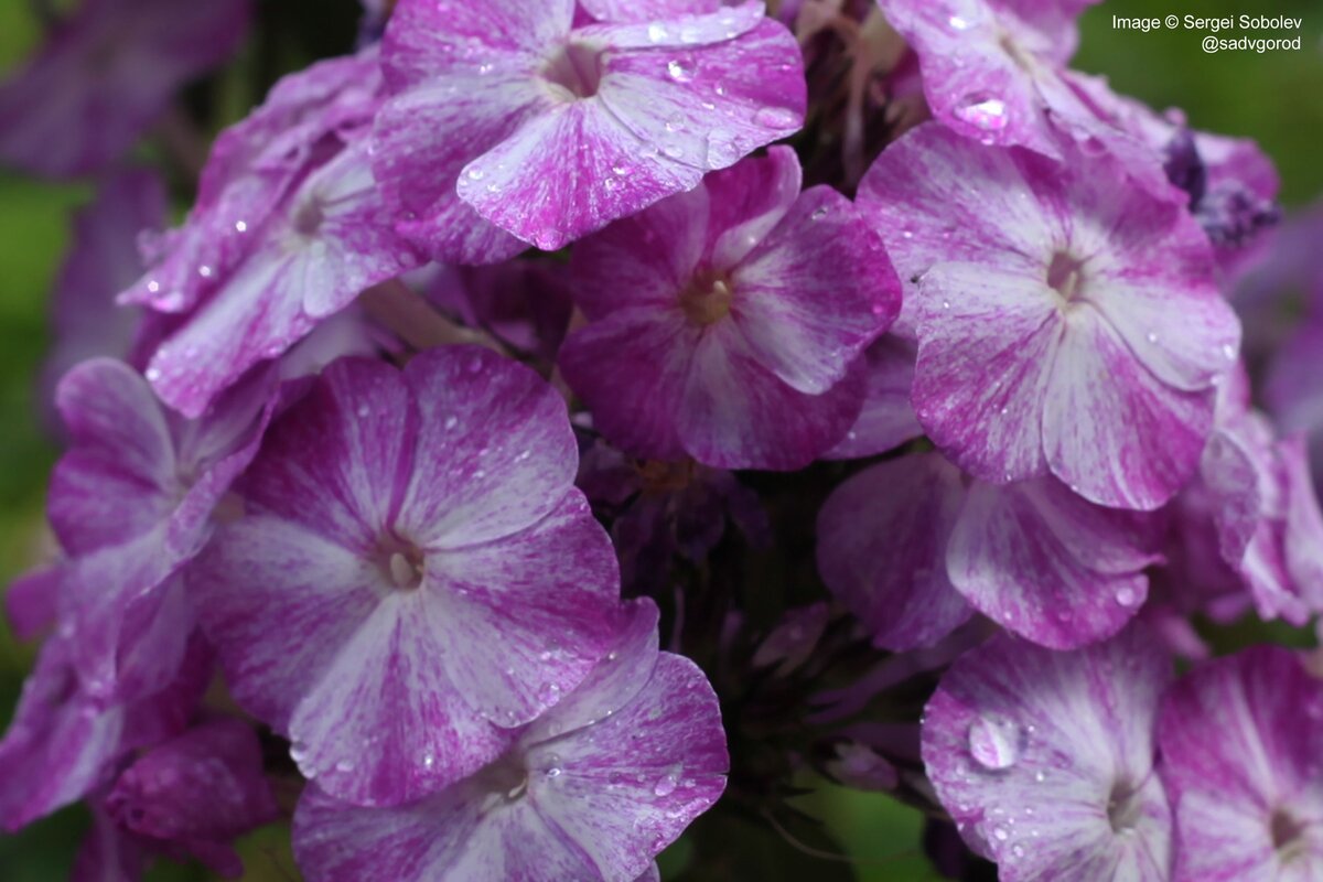 Флокс 'Freckle Blue Shades'.