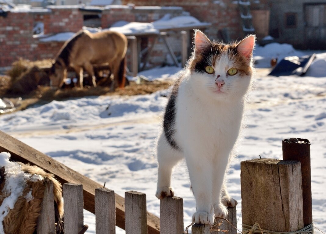 Кот зима деревня