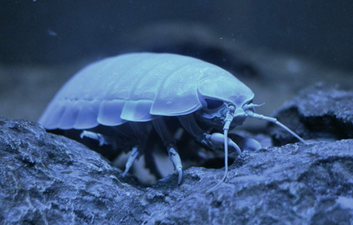 Фото с сайта animalreader.ru