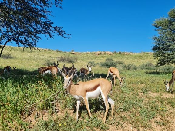 Антилопа или как тут их называют спринбоки. Также это название южноафриканской команды по рэгби со времен апартеида, именнно поэтому новое правительтво решило переименовать команду в "Протеи" - это такое название местного растения-эндемика. Так как рэгбисты в основном мальчики оч крупные, они ни в какую не согласились из антилоп превращаться в цветочки:) ну так и бегают до сих пор...кажись даже кубок мира выиграли в прошлом году...  