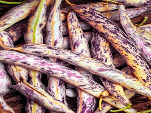 Как выбрать истинно качественные семена пестрой фасоли?