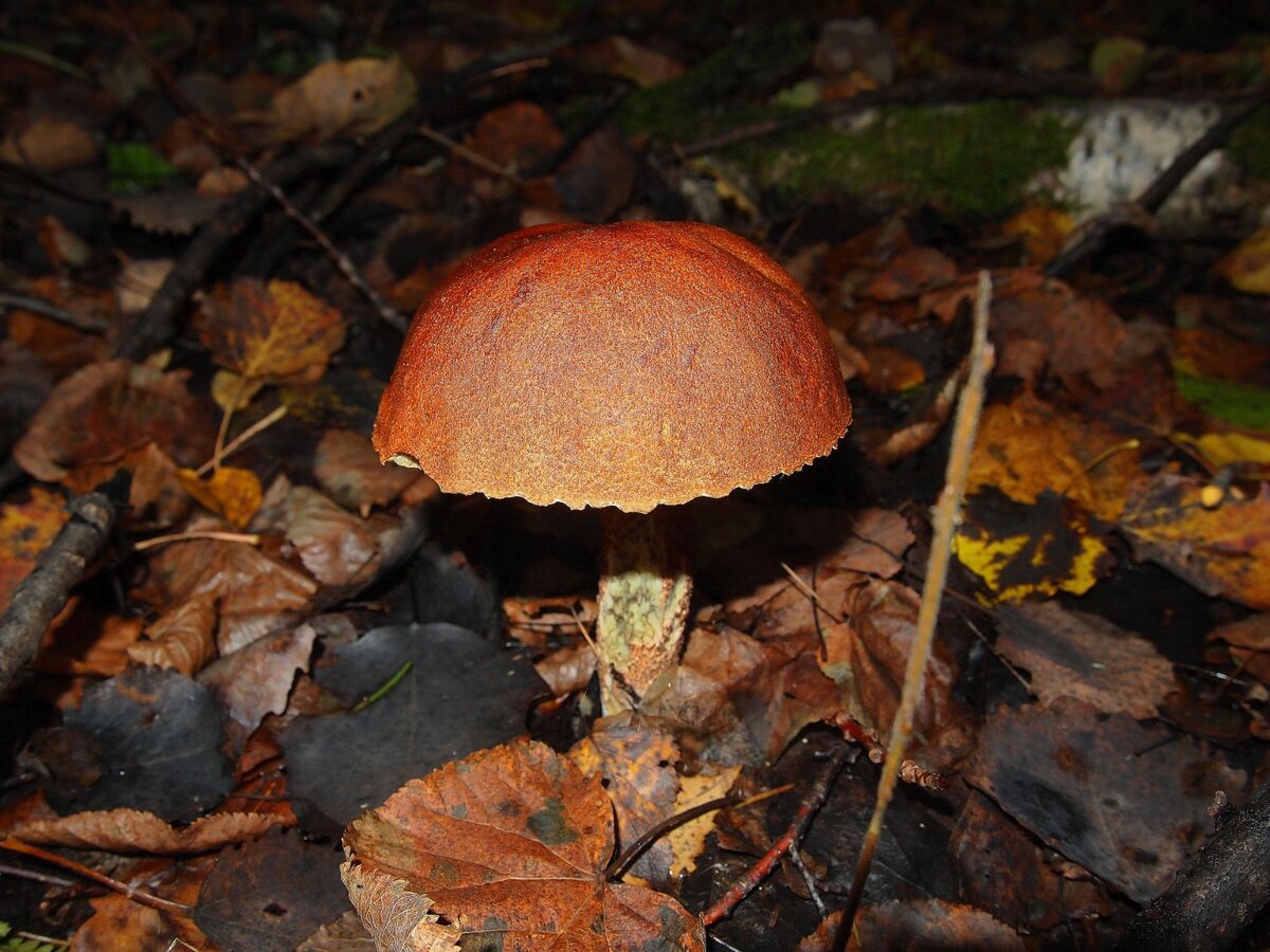 Подосиновик